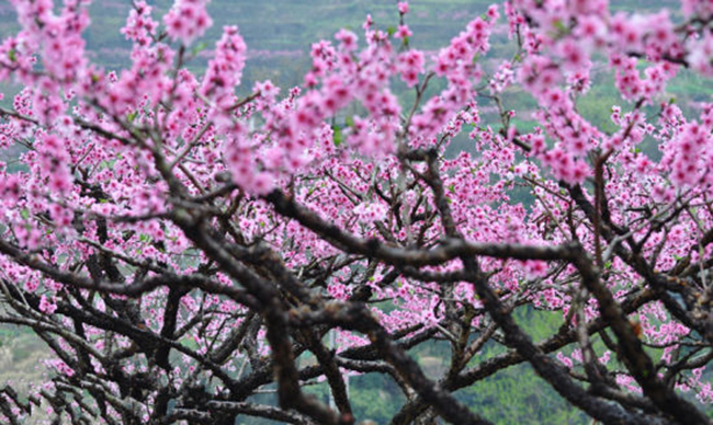 人间最美四月天 伴着音乐自驾看世界
