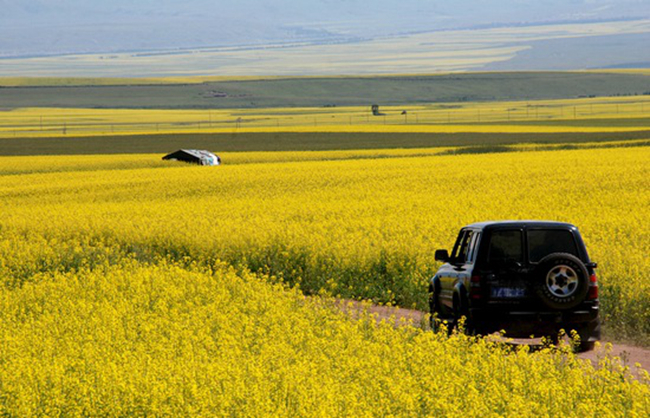 人间最美四月天 伴着音乐自驾看世界